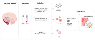 Immunotherapy in patients with brain metastasis: advances and challenges for the treatment and the application of circulating biomarkers